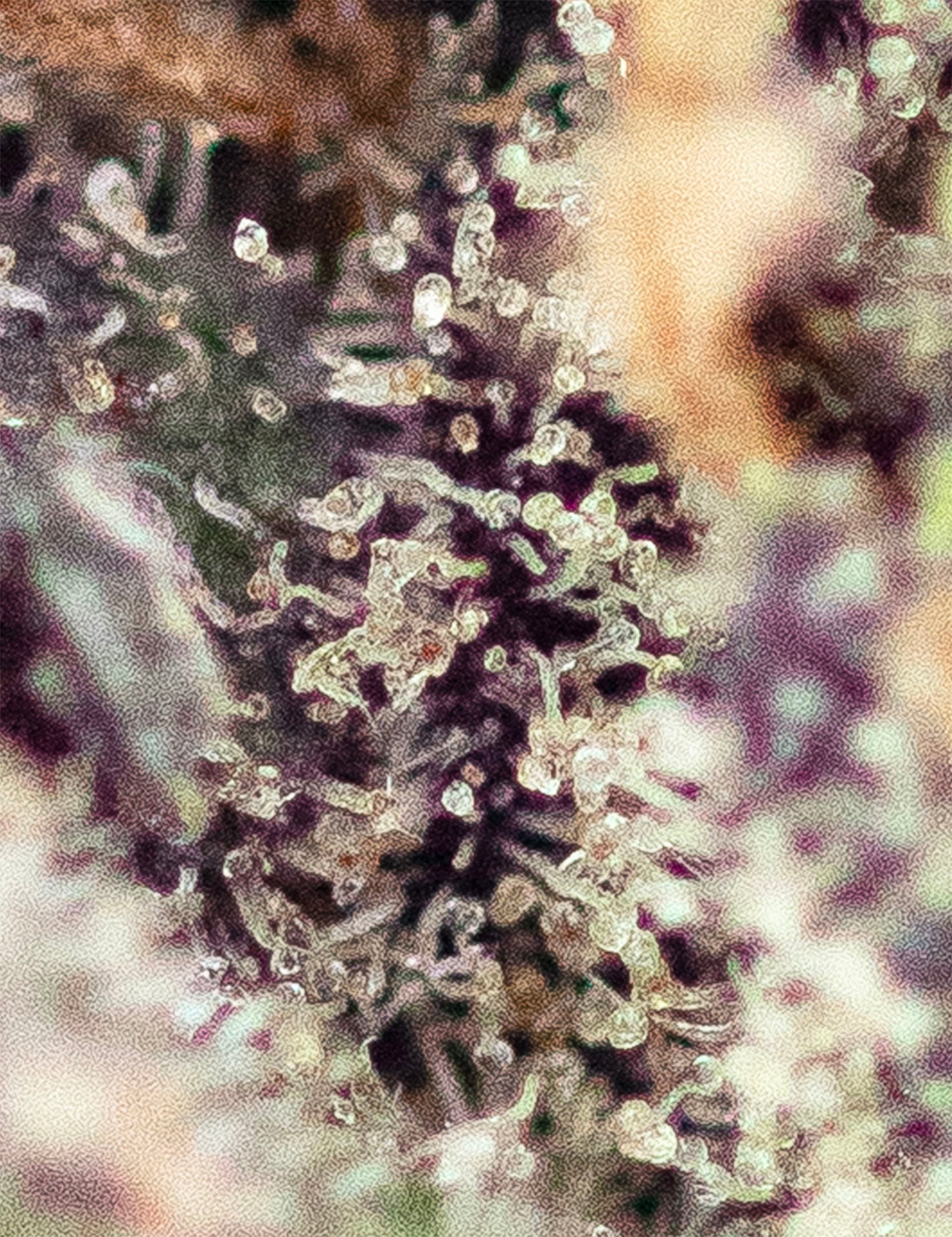 Purple CBD