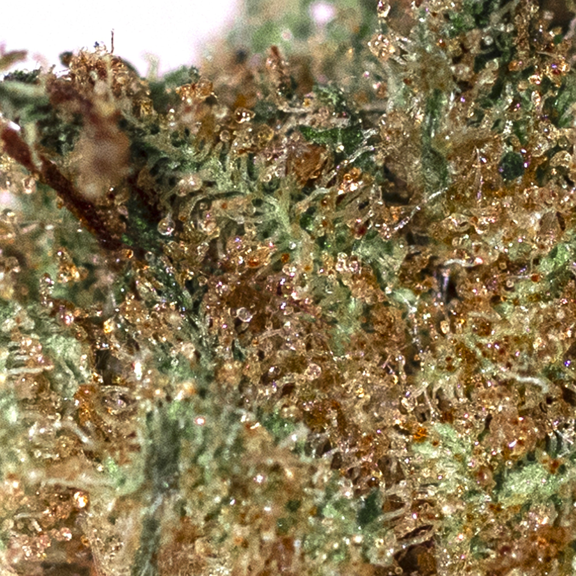 Critical Haze CBD